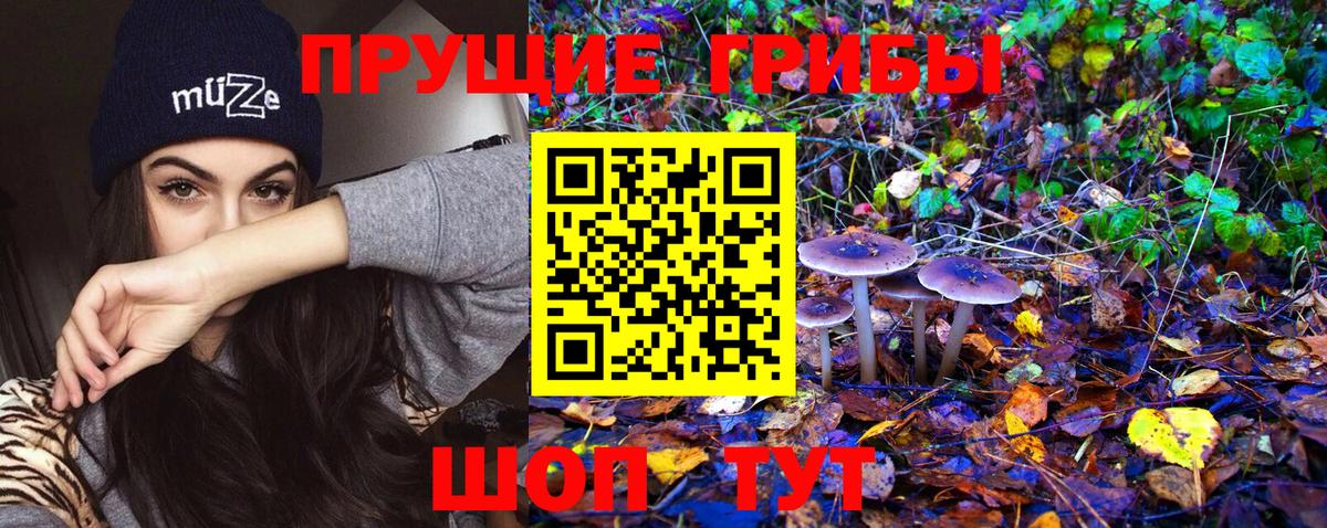 Псилоцибиновые грибы мицелий  Псилоцибиновые грибы Psilocybine cubensis  Корсаков  Вход с VPN 